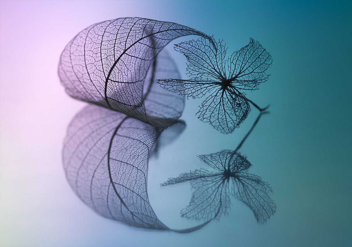 Geschichte von Blatt und Blume Poster