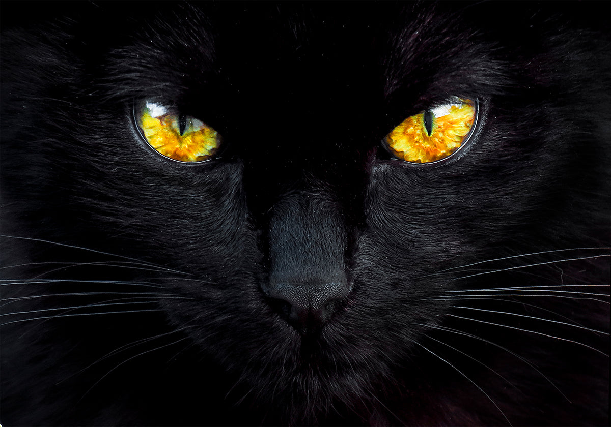Der Hypnotiseur der Nacht