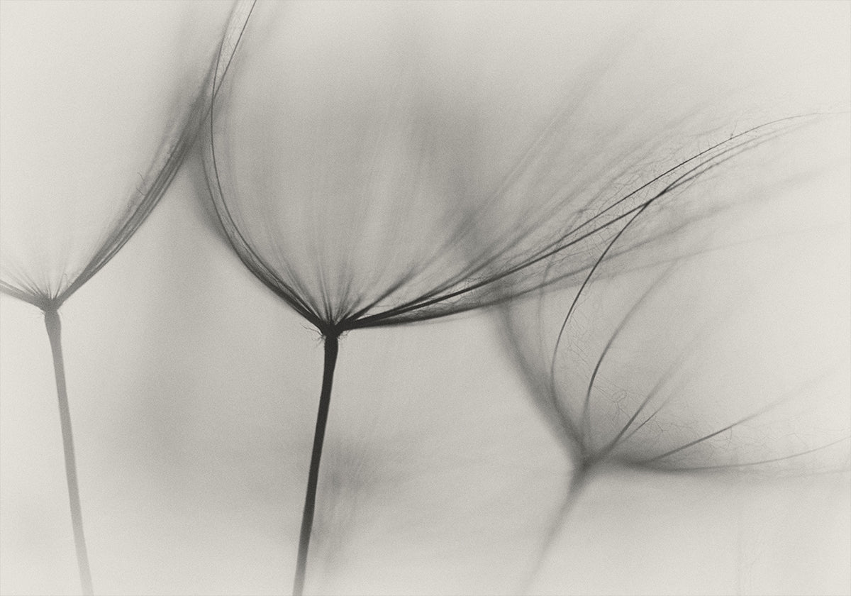 Tragopogon