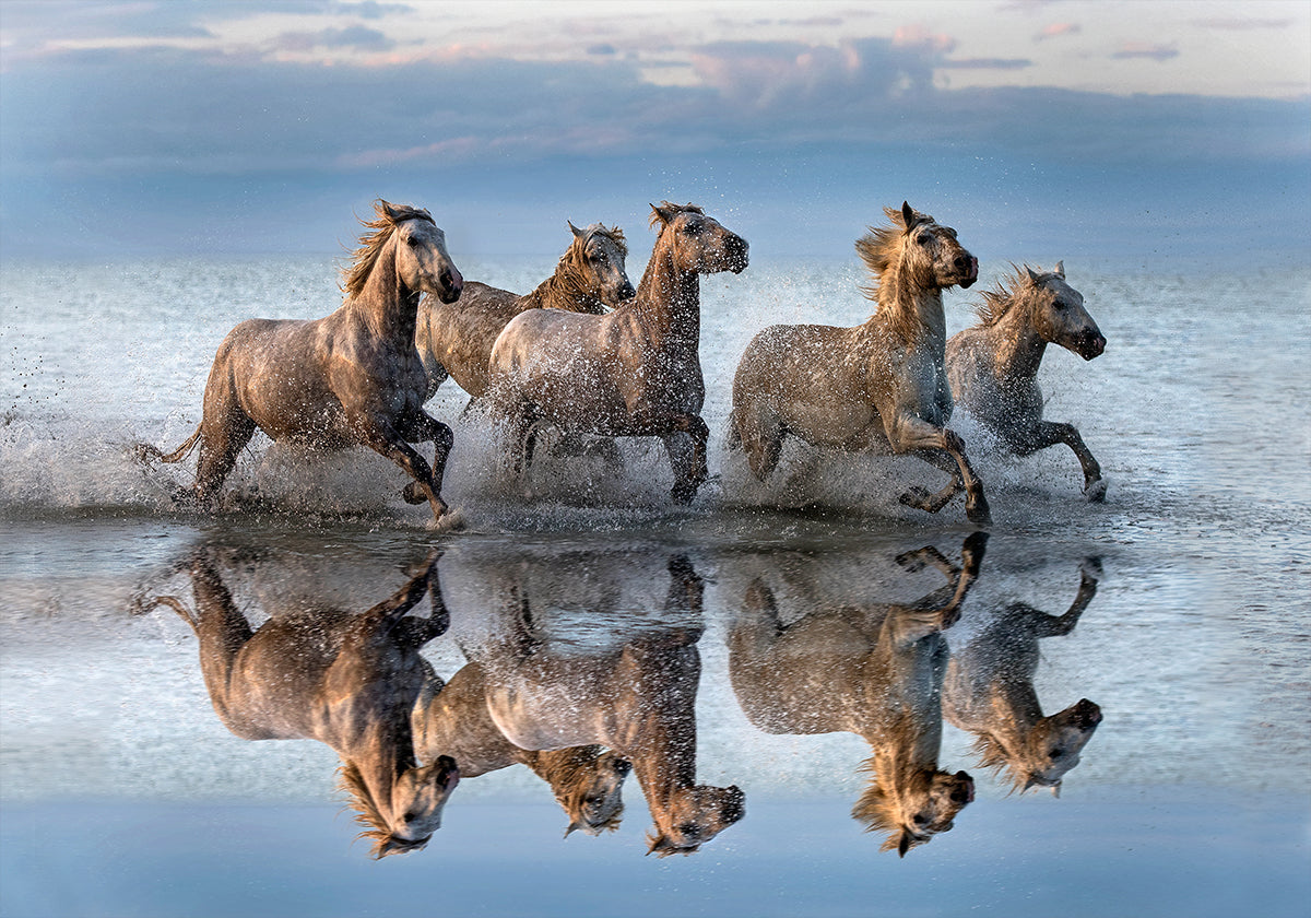 Pferde und Reflexion