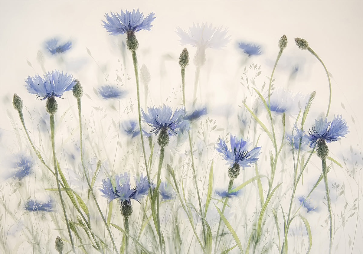 Kornblumen-Poster