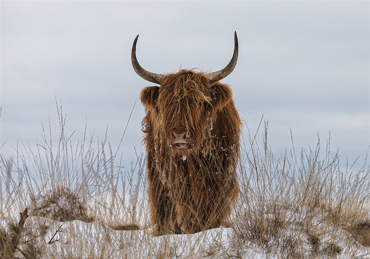 Highlander im Schnee Poster