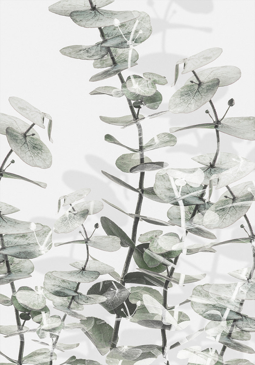 Eukalyptus Nr.3 Poster
