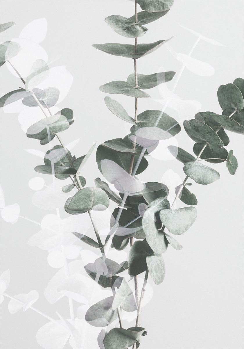 Eukalyptus Nr.3 Poster