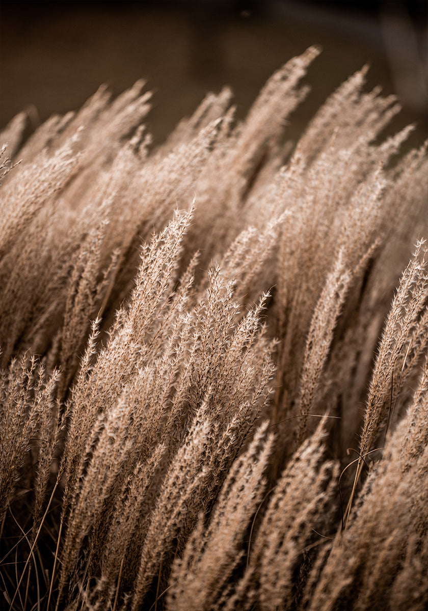 Gras 16