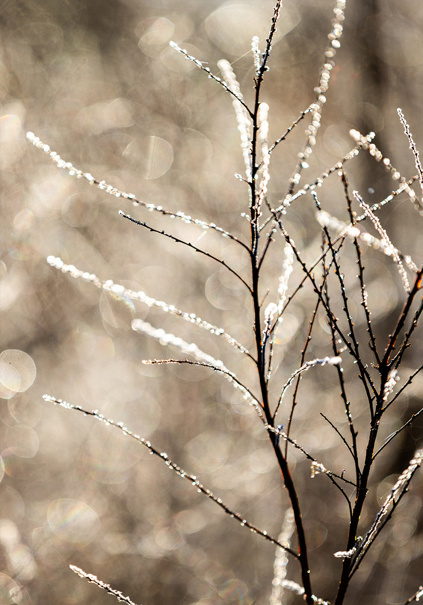 A Winter Morning 5 Plakat