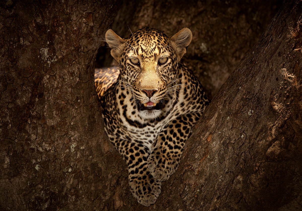 Leopard ruht auf einem Baum in der Masai Mara
