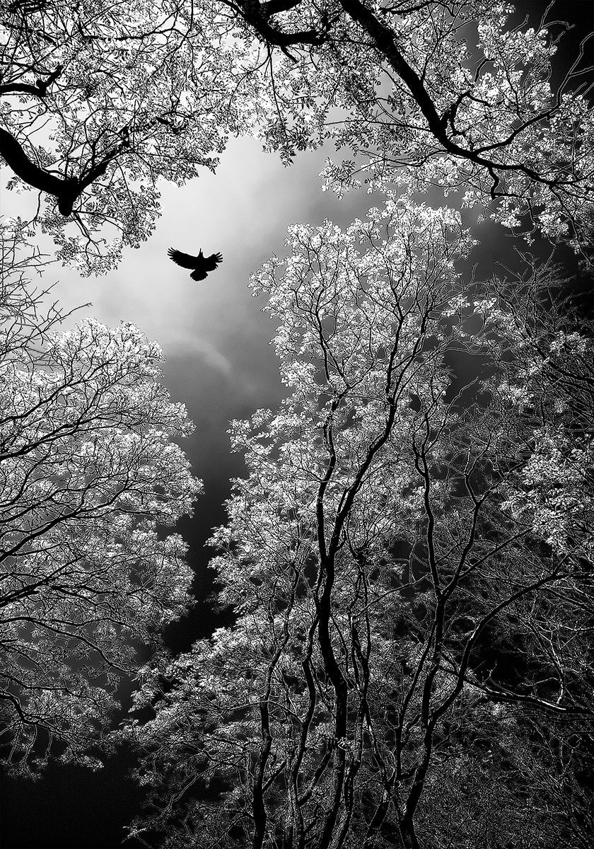 Flug