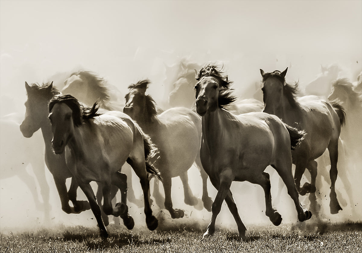 Pferd