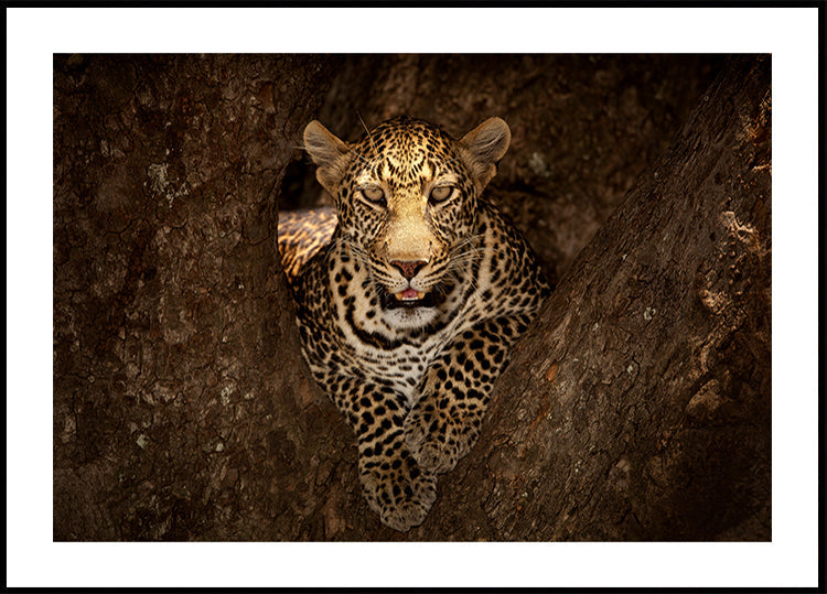 Leopard ruht auf einem Baum in der Masai Mara