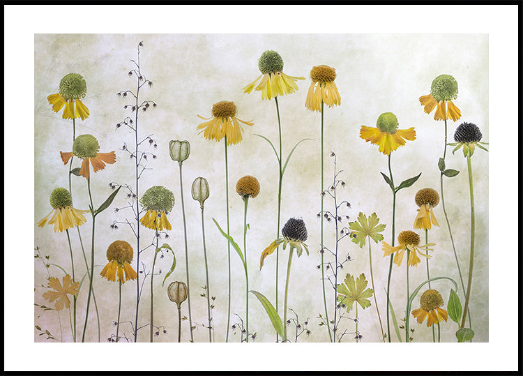 Helenium-Poster