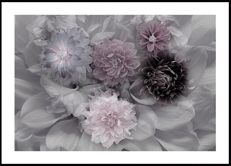 Dahlientraum-Poster