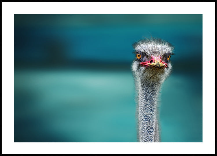 Strauß schützt zwei arme Hühner vor dem Wind