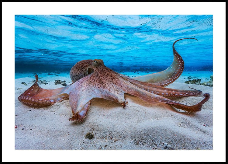 Oktopus