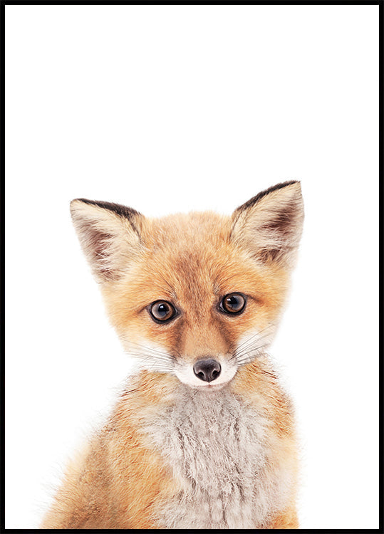 Baby-Fuchs-Poster
