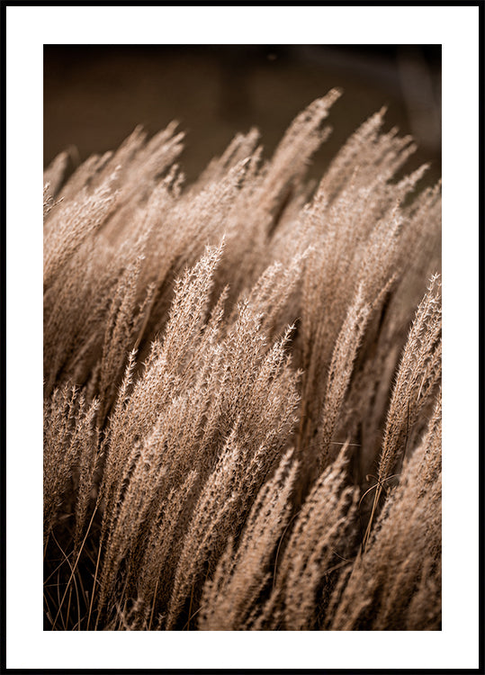 Gras 16