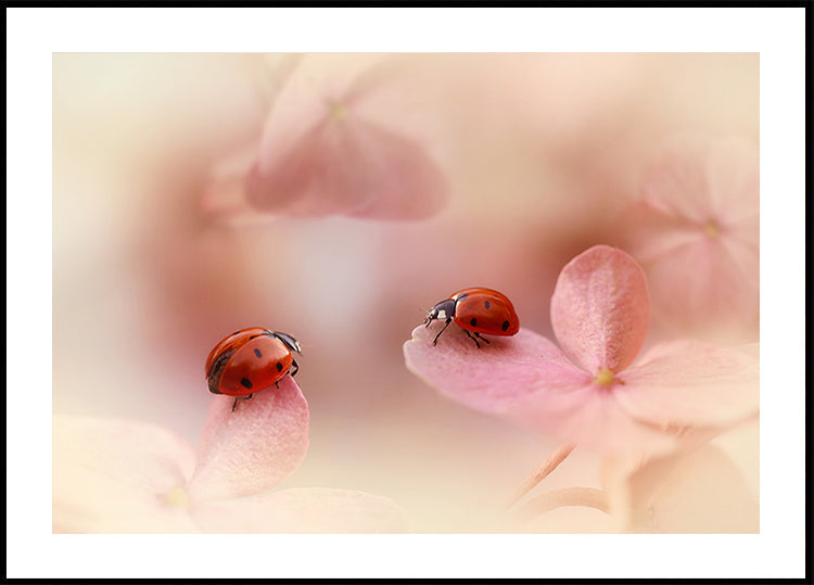 Marienkäfer auf rosa Hortensie.