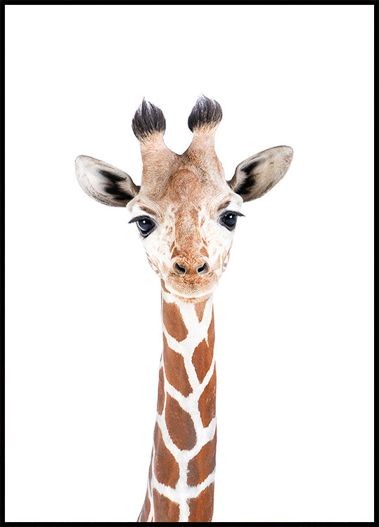 Baby-Giraffe-Poster