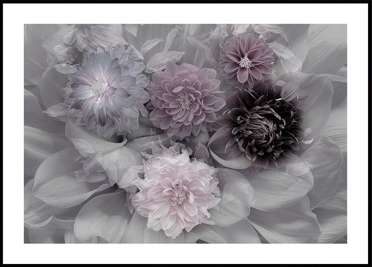 Dahlientraum
