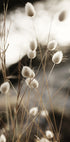 Grass In Sunlight Plakat - Posterbox.dk