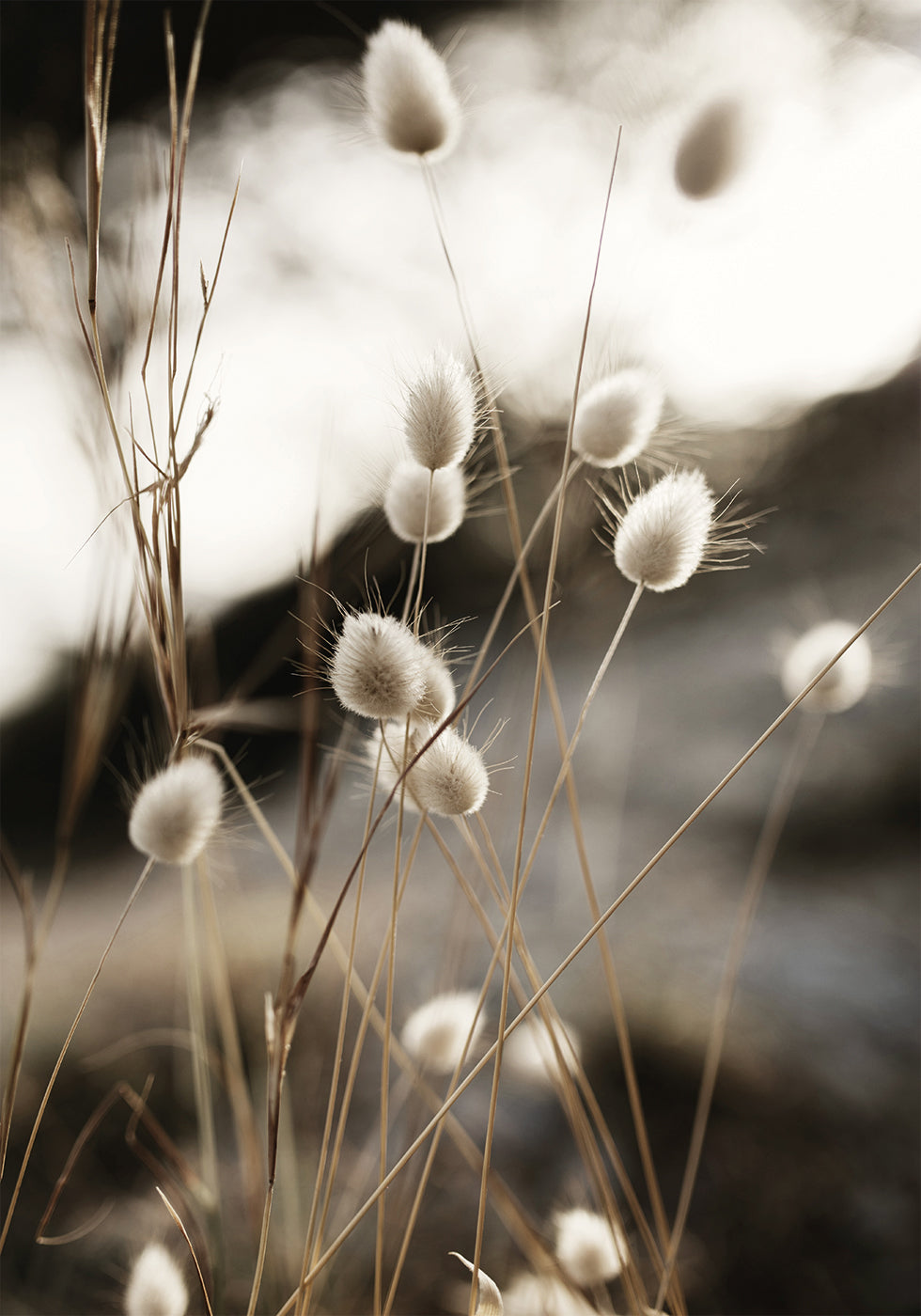 Grass In Sunlight Plakat - Posterbox.dk