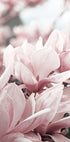 Magnolia Blossom Plakat - Posterbox.dk