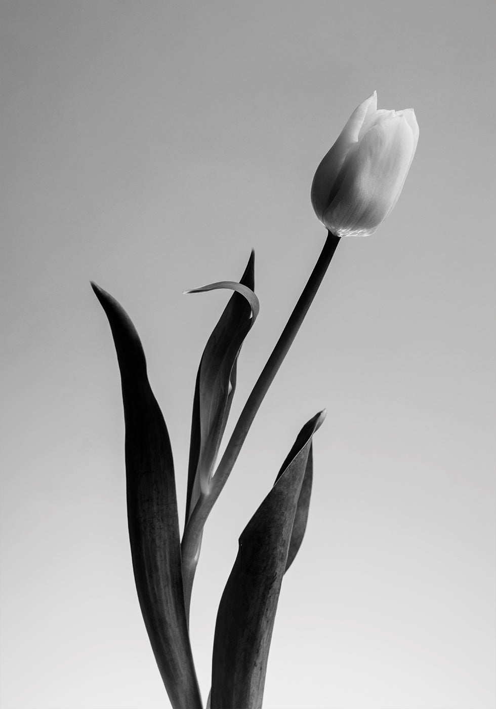 Serendipity Plakat - Posterbox.dk