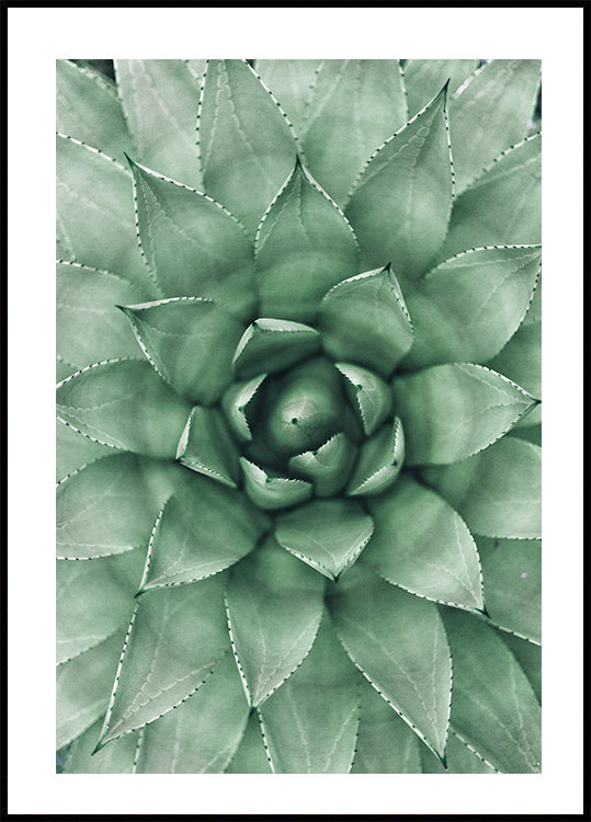 Green Succulent Plant Design Plakat - Posterbox.dk