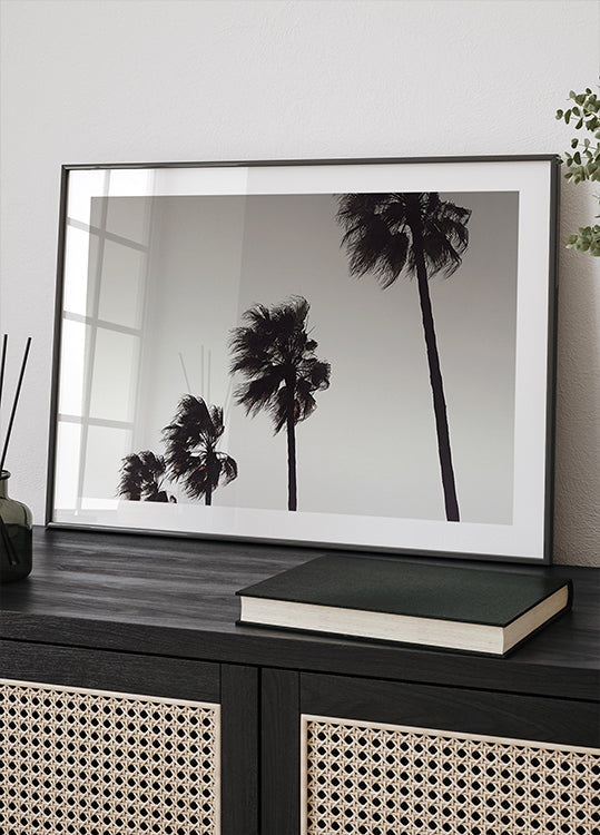 Palm_004