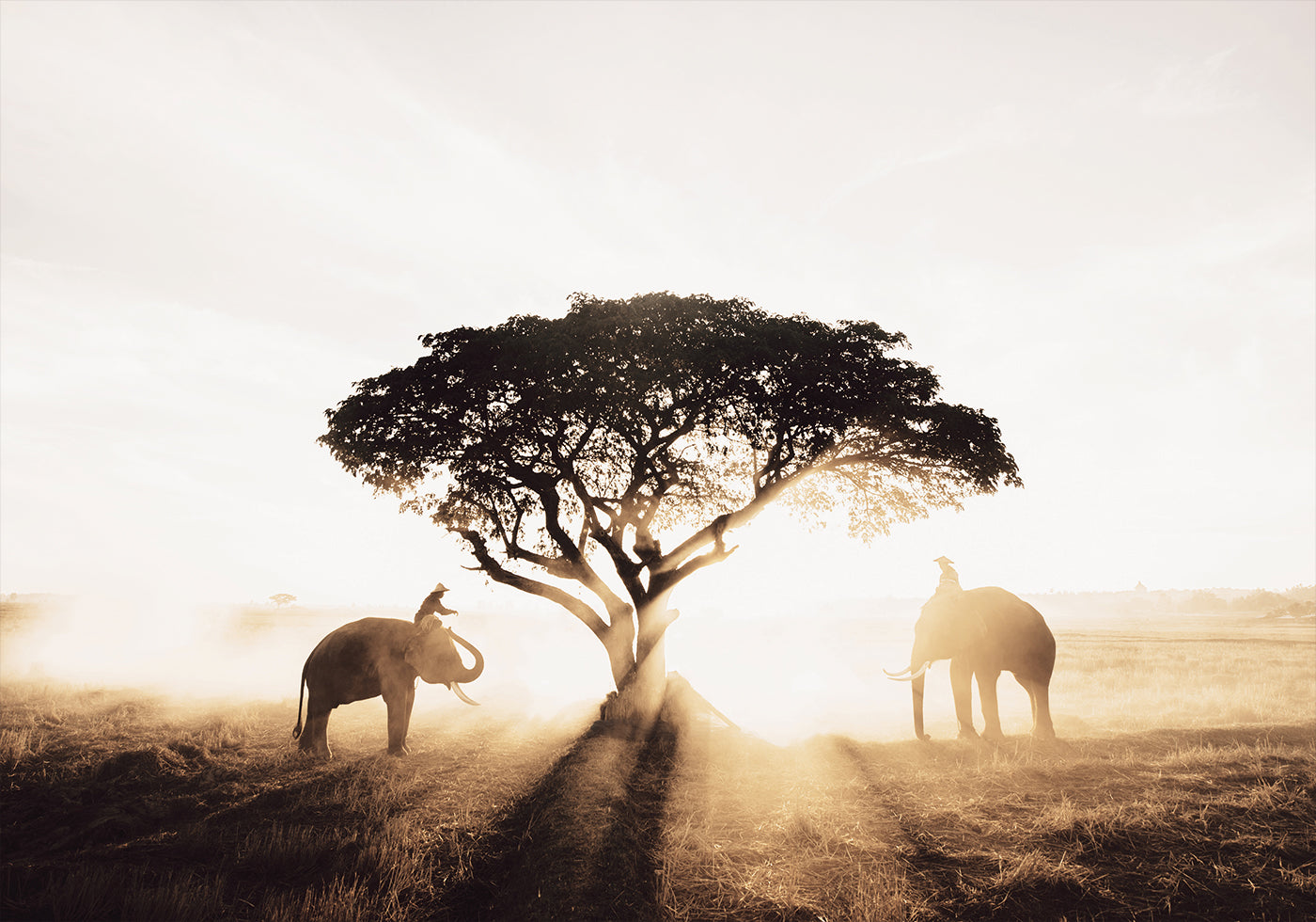 Elephants and Tree at Sunrise Plakat - Posterbox.dk