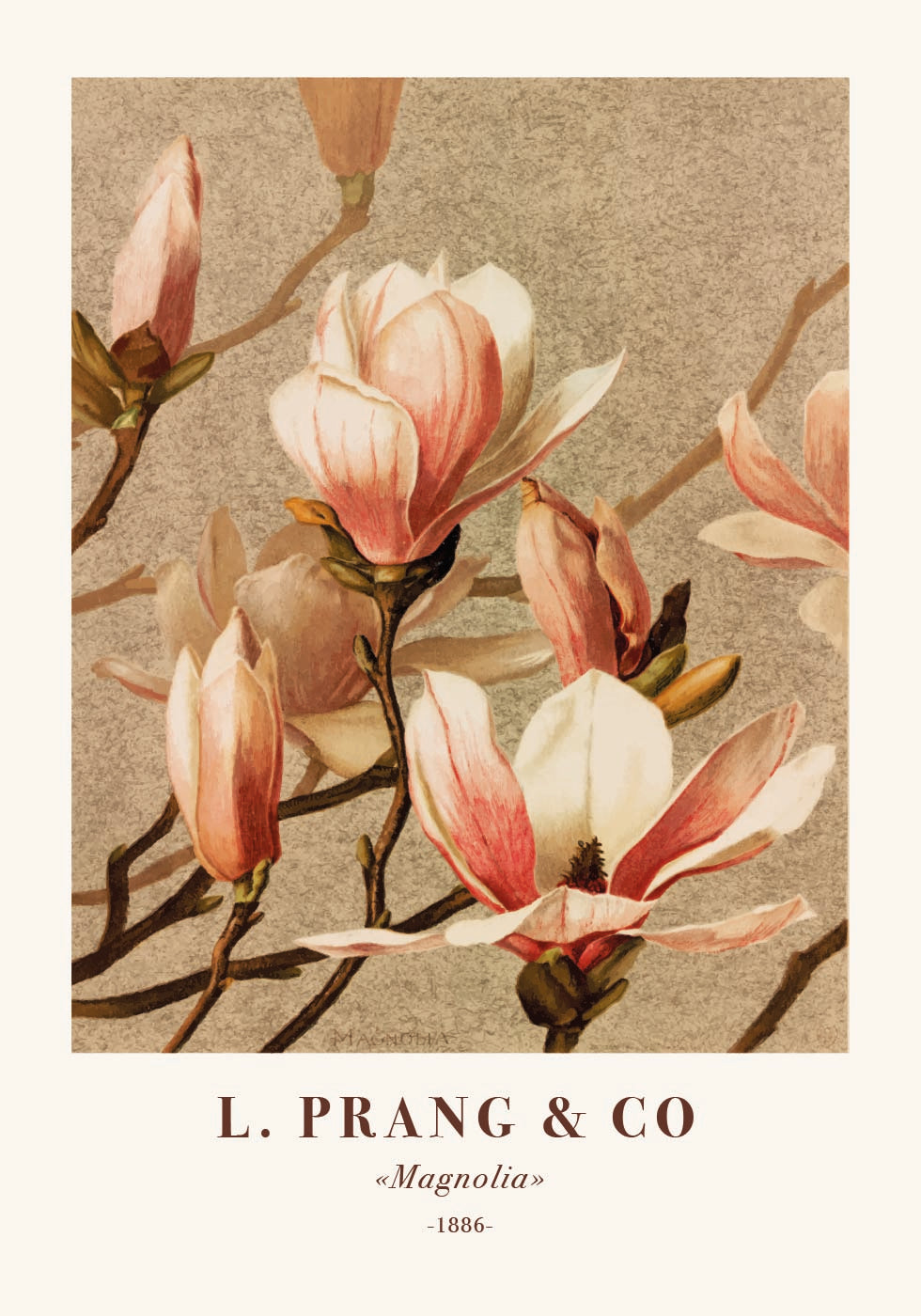 L. Prang & Co., Magnolia Plakat - Posterbox.dk