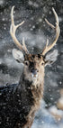 Majestic Deer in Snow №2 Plakat - Posterbox.dk