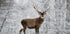 Majestic Deer in Snowy Forest Plakat - Posterbox.dk