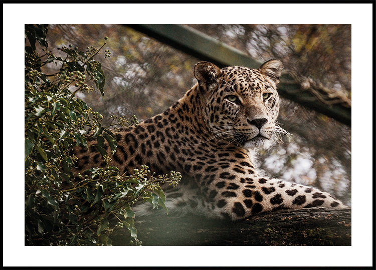Majestic Leopard in the Wild Plakat - Posterbox.dk