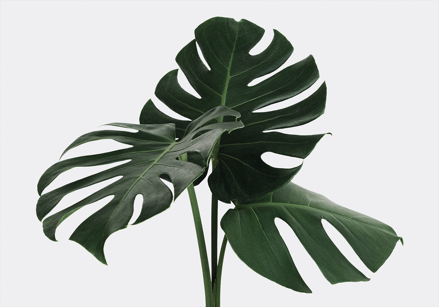 Monstera Plant №1 Plakat - Posterbox.dk