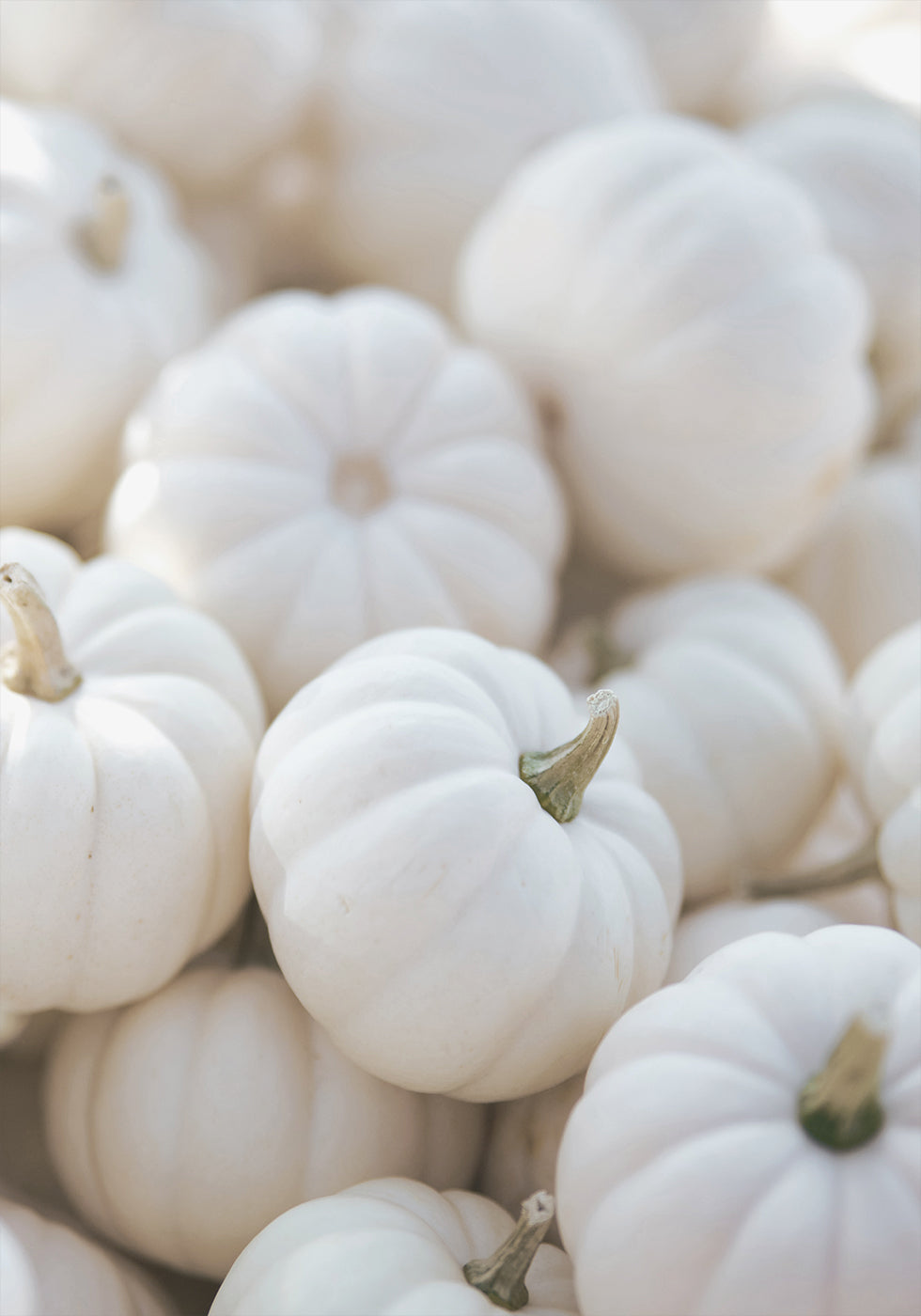 Small White Pumpkins Plakat - Posterbox.dk