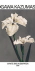 White Iris print, Ogawa Kazumasa Plakat - Posterbox.dk