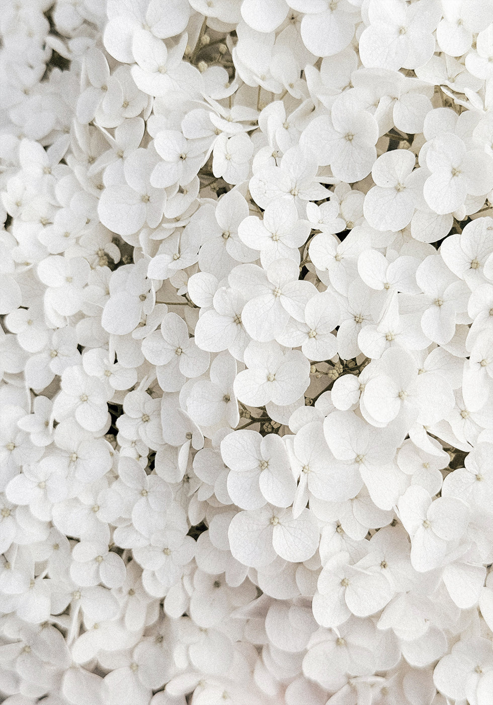 White Hydrangea Plakat - Posterbox.dk