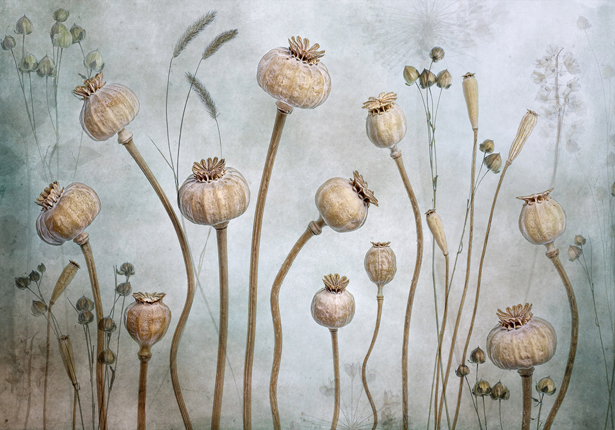 Mohnblumen