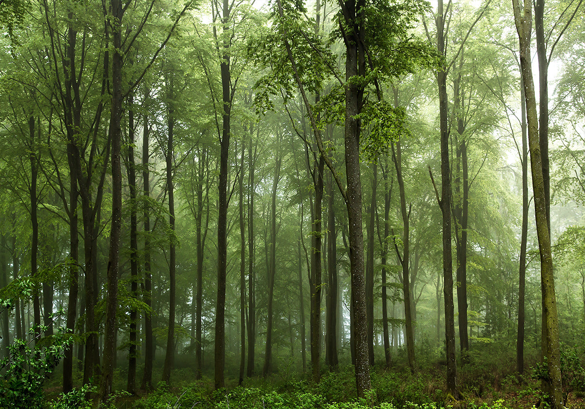 Wald...