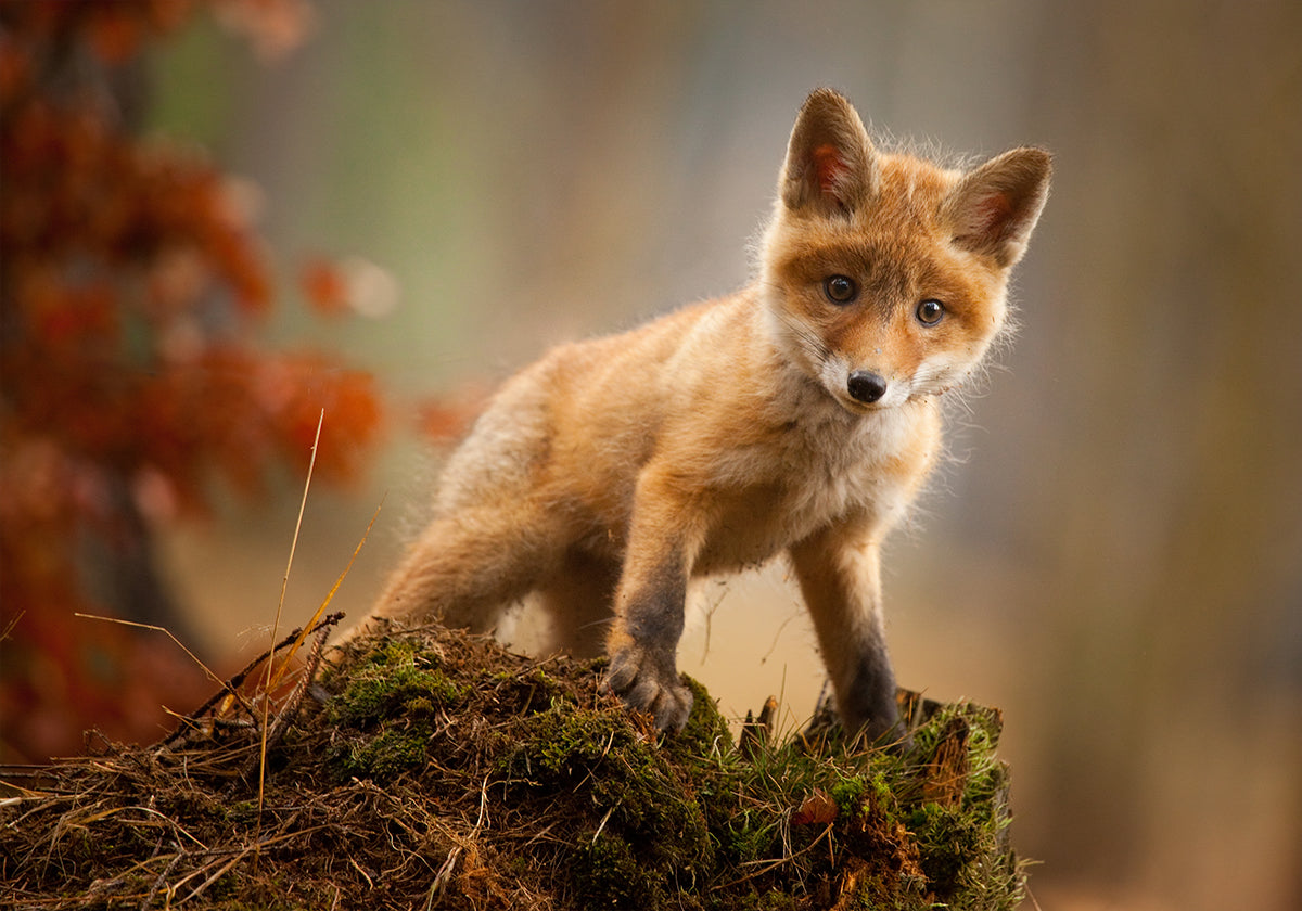 Fuchs-Poster