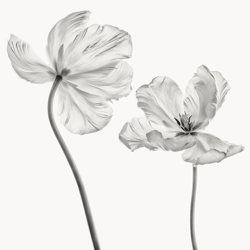 Gleiches Tulpenplakat