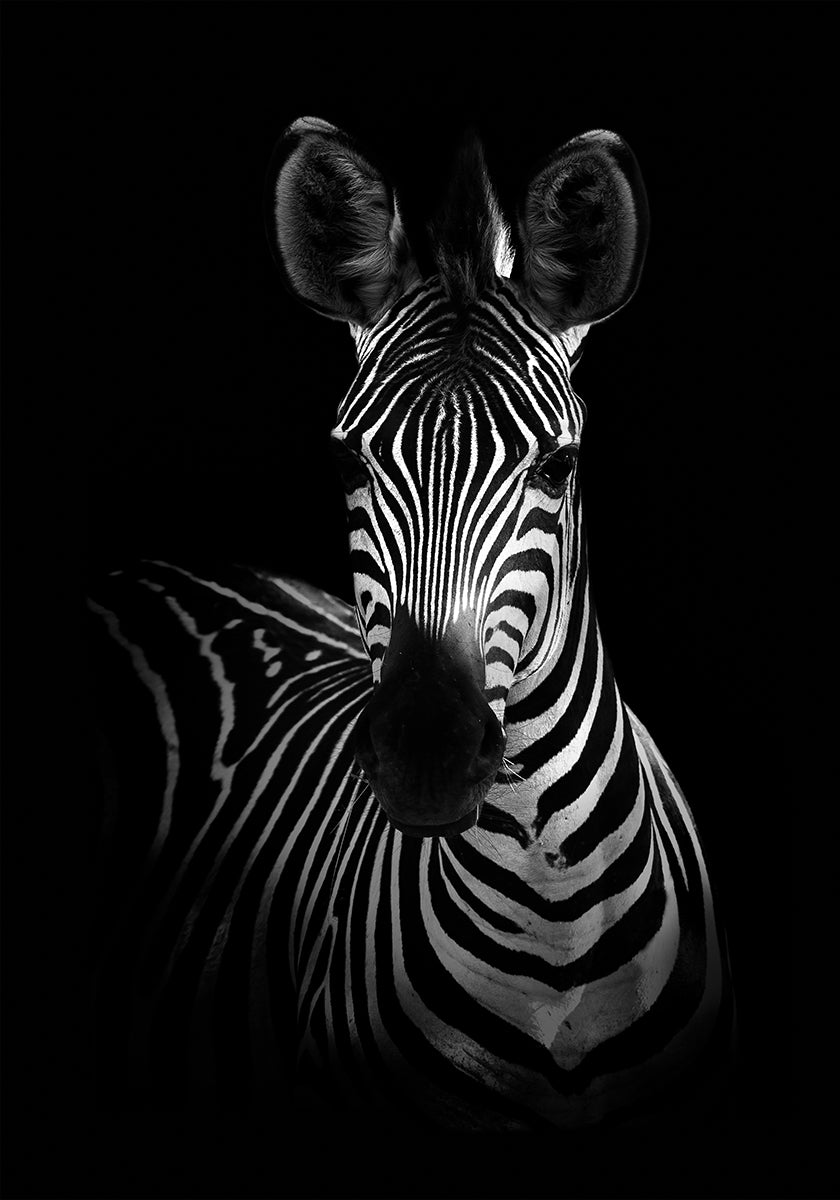 Das Zebra-Poster