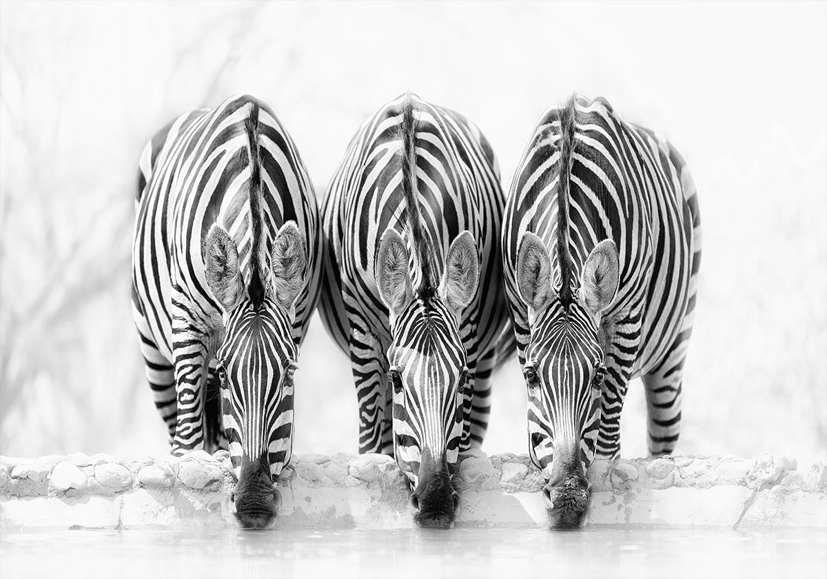 Zebras Poster