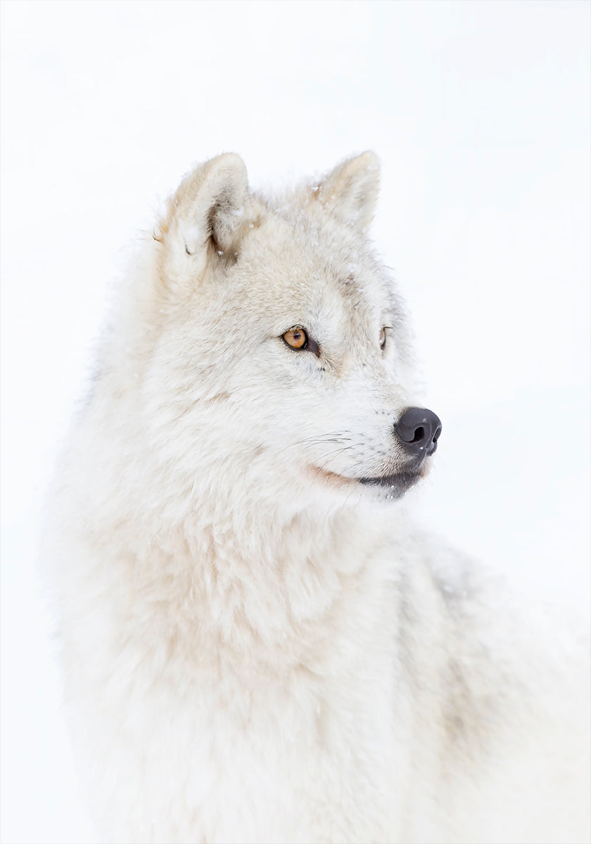 Portrait of an Arctic Wolf Plakat