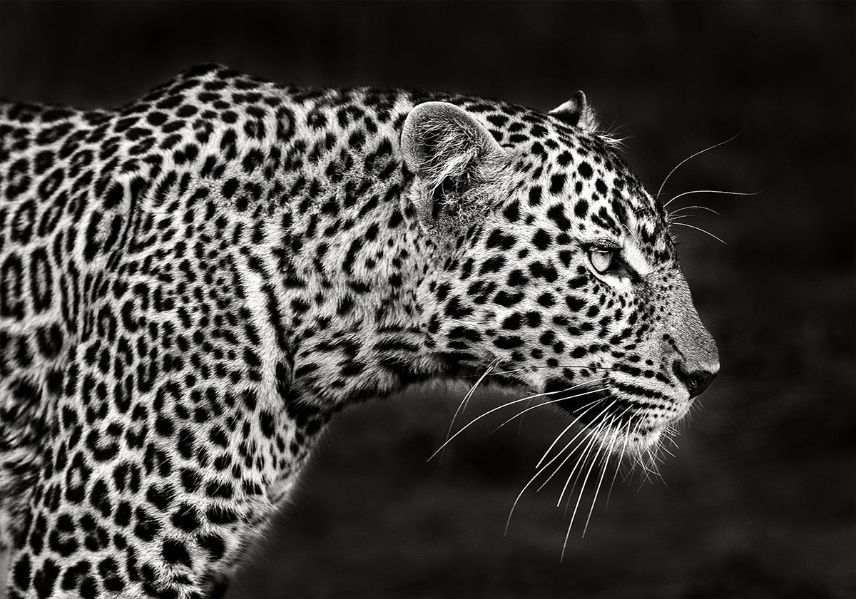 Leopard-Nahaufnahme-Poster