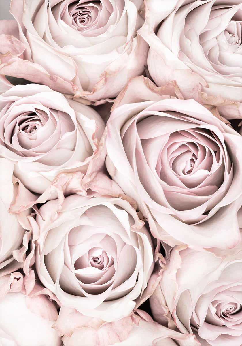 Rosa Rosen Nr. 01