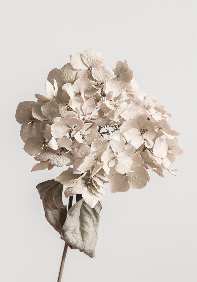 Beigefarbenes Trockenblumen-Poster