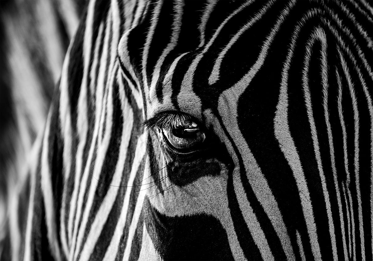 Abstraktes Zebra-Poster