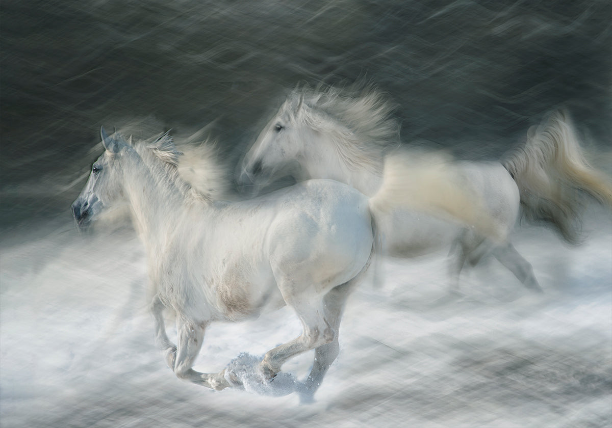 Galopp im Duell Poster